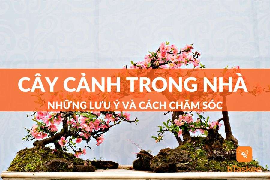 Cây cảnh trong nhà