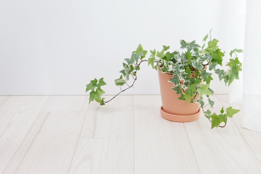 Cây thường xuân thường được nhiều người ưa thích chọn làm cây cảnh trong nhà
