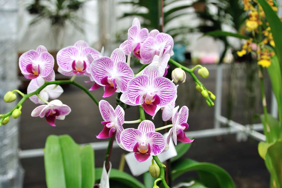Không nên trồng lan rừng trong nhà