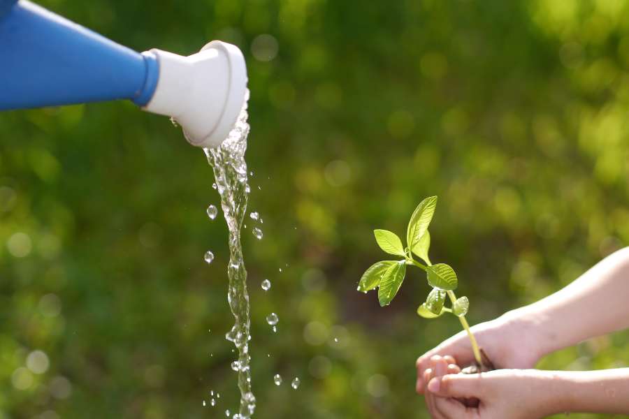Cung cấp đủ nước cho cây mỗi ngày