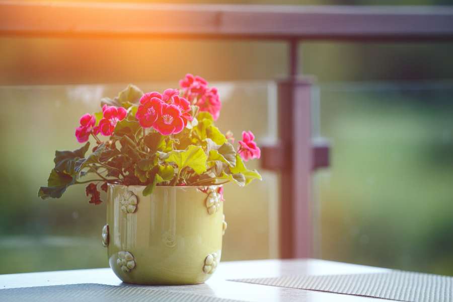 Tránh di dời cây nhiều lần