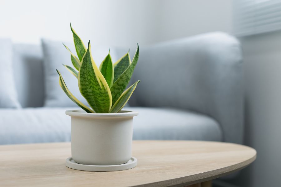 Cây lưỡi hổ là loại cây trồng trong nhà không cần ánh sáng phổ biến.